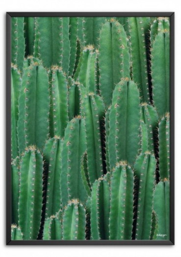 Cactus Affiche