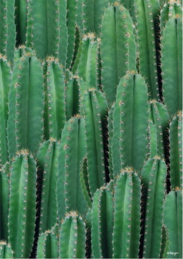 Cactus Affiche