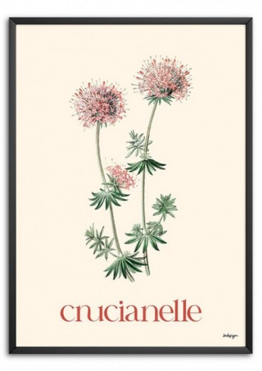 Crucianelles Affiche