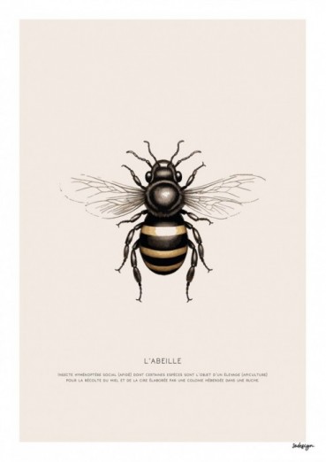 L'abeille Carte postale (x25)